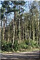 Woodland beside Cooper's Lane in SO51 6AN