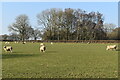 Sheep beside Sherfield English Lane in SO51 6EH