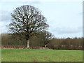 Another Fine Oak, Shropshire in SY7 9LD