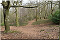 Woodland above Lower Ratley in SO51 0GD