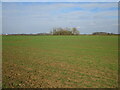 Autumn sown crop near Barnby in the Willows in NG24 2SA