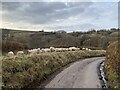 Sheep in holding area in Llanddeusant Community