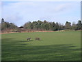 Horses in a field in SY4 3DY