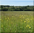 Meadow along the Leicestershire Round path in LE67 9RE