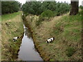 Drainage ditch near Oakenhead in IV31 6RX