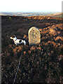 Boundary stone near Grumack Hill trig point in AB54 4YL