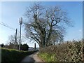 Mobile phone mast at Clotworthy Farm in EX17 6AR