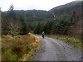 Forest track above Ty'n-y-cwm in LL25 0YZ