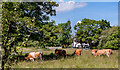 Cows on Garway Common in HR2 8RE