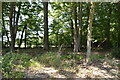 Woodland by West Hoathly Rd in RH19 4FE