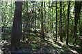 Conifer woodland, Hawk's Den in RH19 4QU