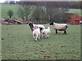Lambs near Nawton in YO62 7TL