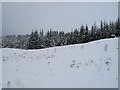 Spruce plantation, Annat Burn in PH17 2QL