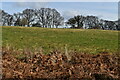 Fields and trees above Doctor's Hill in SO51 0GJ