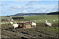 Sheep near Coldhome in AB55 5NX