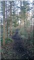 A Very Muddy Path through Old Strip Wood in EH54 9JZ