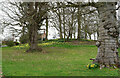Daffodils in Grounds of Scarborough Hill Hotel in NR28 9NA