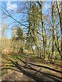 Path through woodland near Arden Hall in YO62 5LS