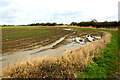 Muddy field at Great Wakering in SS3 0DY