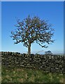 Hawthorn tree by High Bank Lane in S36 9RL