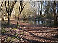 Pond in Long Spinney in LU7 0UB
