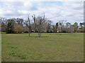 Trees, pitch and putt course, Goffs Park, Crawley in RH11 8ET