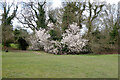 Early flowering cherry, Goffs Park, Crawley in RH11 8ET