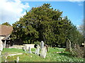 Yew tree at All Saints church (Eyton) in HR6 0AG