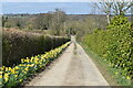 Daffodil-lined track leading from Dean Hill Barn Farm in SO51 0JP