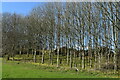 Edge of copse near Mount Pleasant in SO51 0AS