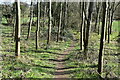 Path through copse near Mount Pleasant in SO51 0AS