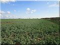 Field of oilseed rape near North Greetwell in LN2 4QR