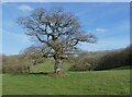 Ancient oak tree in splendid isolation in DT9 4PG