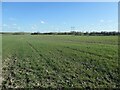 Power lines crossing farmland, east of Red Lane in WF1 5TP