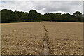 Greensand Way through wheat in ME15 0QT