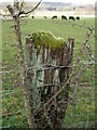 A fencepost with accessories in BS39 4HR