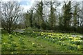 Daffodils on Clapham Green in HG3 2HY