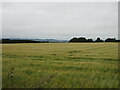 Barley field near South Corston in PH13 9JY