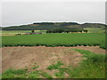 Potato field near Peattie in PH13 9LH