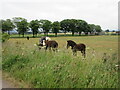 Horses near Peattie in PH13 9LE