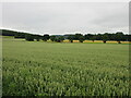 Wheat field near Hallyburton in PH13 9JR