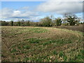 Field of maize stubble in Bronington Community