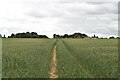 Footpath across arable field in TN16 2HS