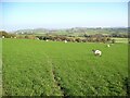Sheep pasture near Newbiggin in Osmotherley