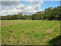Farmland and Coed Plas, near Plas Llandegfan in Cwm Cadnant Community