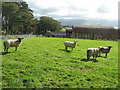 Sheep and barns at Plas Llandegfan in Cwm Cadnant Community