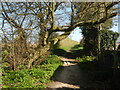 Green Lane in Goat Hall Ward