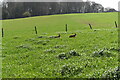 Two hares running in long grass near Broxmore Bungalow in SP5 2TE