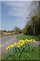Hollow Road and Daffodils in SG8 8RD