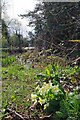 Primroses by Chrishall Pond in Chrishall